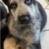 Chica – female panda GSD with blue eyes